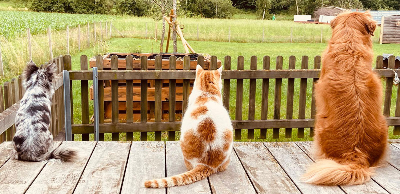 Tierarzt Katze
