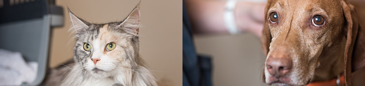 Tierarzt Hunde und Katzen