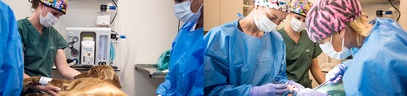 Kleintier Chirurgie