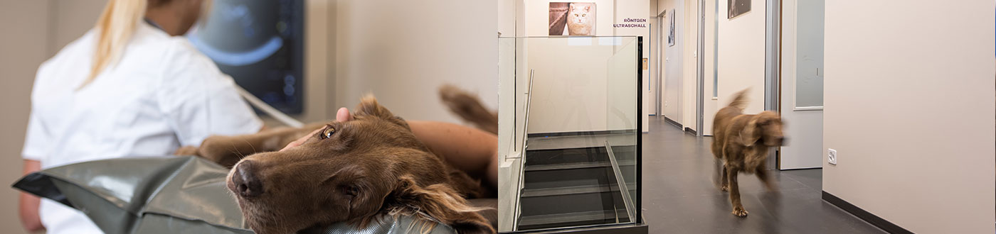 Tierarzt Hund