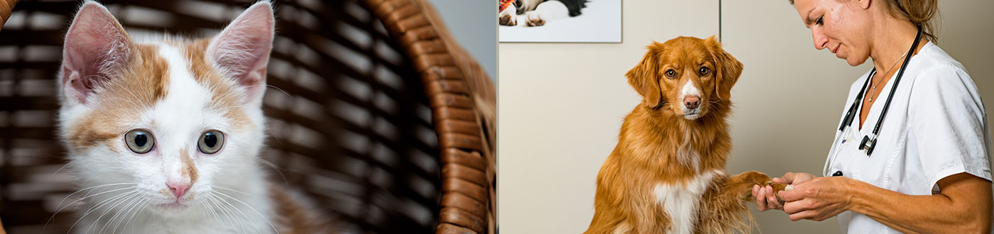 Tierarzt Hund Katze