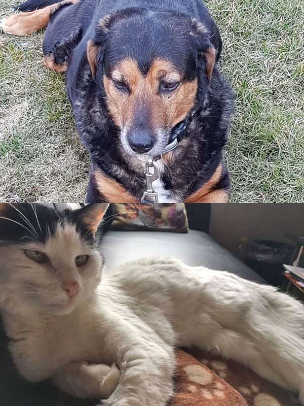 Schilddrüsenerkrankungen Hund Katze