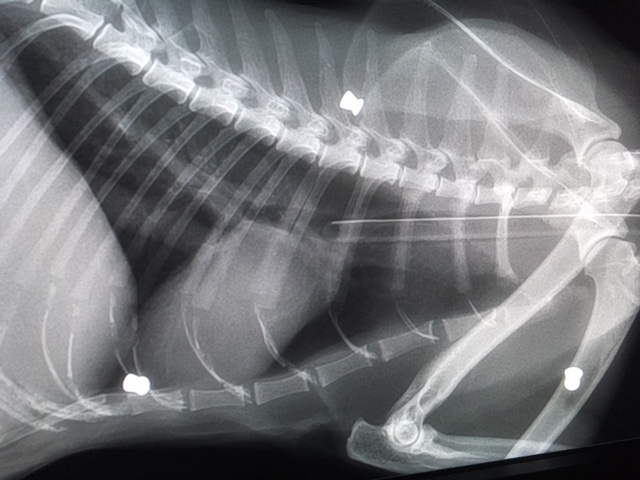 Katze wurde mit Luftgewehr angeschossen