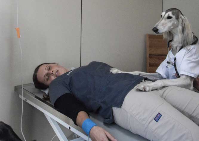 Hundedoktor