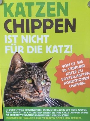 Chip Katze